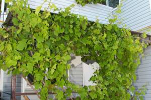 Изображение Изображение: Двухэтажный коттедж 100 кв, м #1 #2