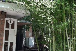 Изображение Изображение: «У бамбука» #1 #2