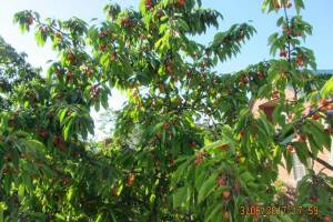 Изображение Изображение: Двухэтажный котедж для 4х человек #1 #2