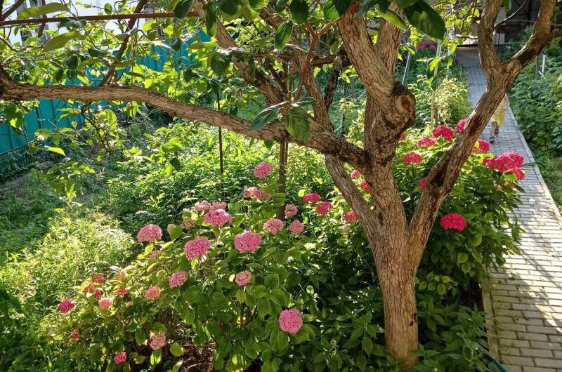 Изображение Изображение гостиницы &quot;Гостевой дом «Любушка»&quot; #5 #3