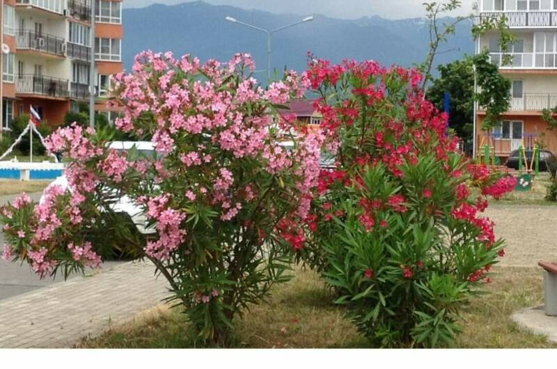 Изображение Изображение квартиры &quot;Трёхкомнатная квартира в Сириусе&quot; #9 #7