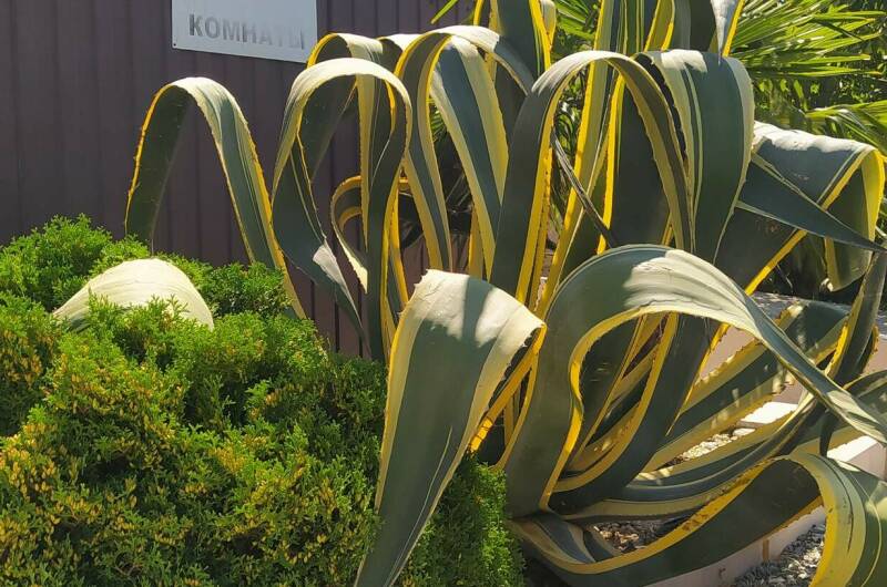 Изображение Изображение гостиницы &quot;Гостевой дом «Алекс»&quot; #4 #2