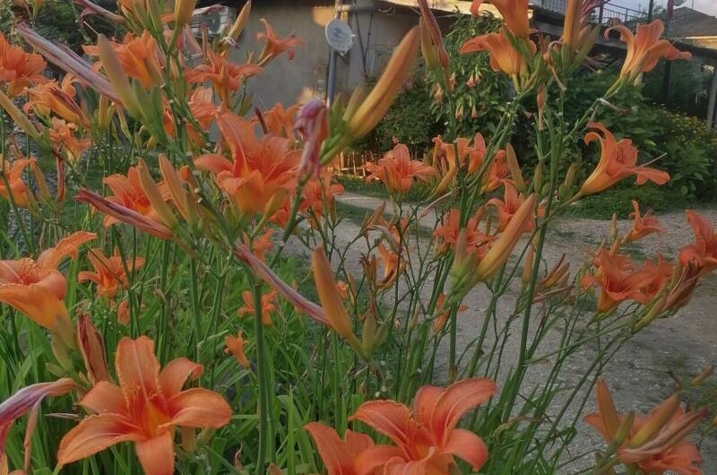 Изображение Изображение гостиницы &quot;Гостевой дом «De Sofía»&quot; #5 #3