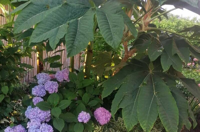 Изображение Изображение гостиницы &quot;Гостевой дом «De Sofía»&quot; #8 #6