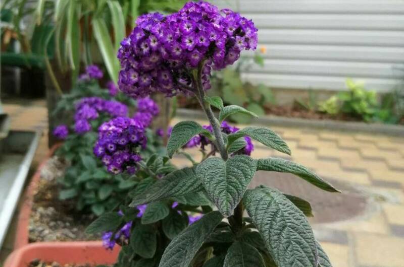 Изображение Изображение гостиницы &quot;Частный сектор на Самбурова&quot; #6 #4