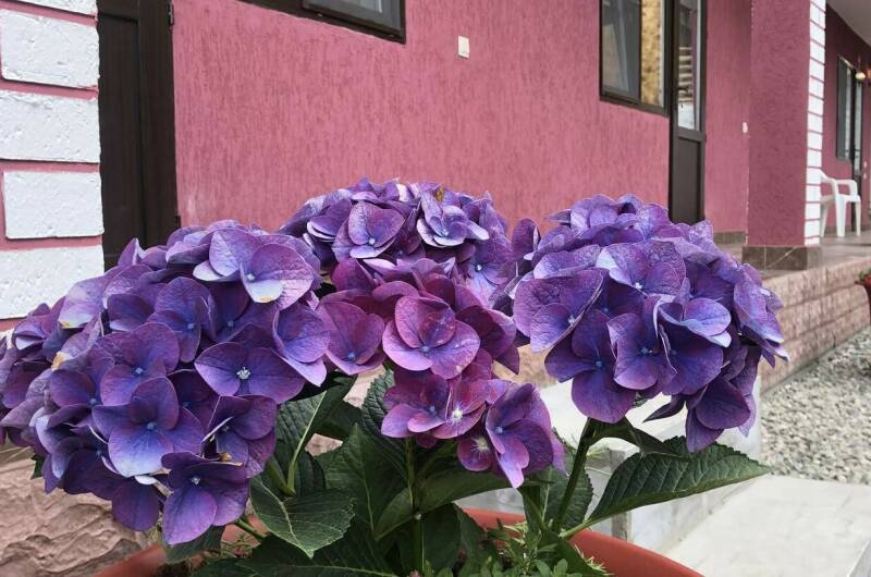 Изображение гостиницы "Гостевой дом «Пегас»" #1