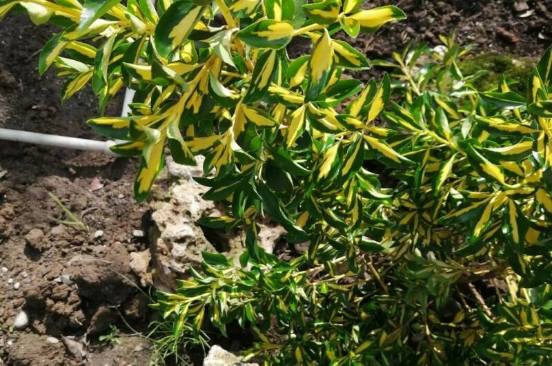 Изображение Изображение гостиницы &quot;Гостевой дом «Фиалка»&quot; #4 #2