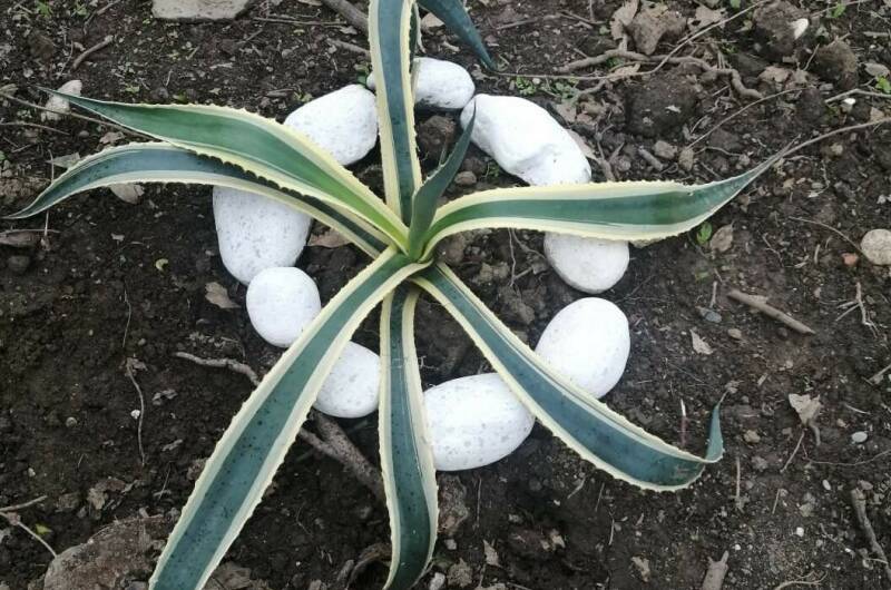 Изображение Изображение гостиницы &quot;Гостевой дом «Фиалка»&quot; #9 #7