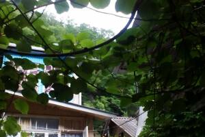 Изображение квартиры / апартамента "Часть дома у реки"