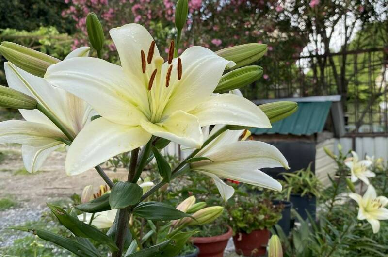 Изображение Изображение гостиницы &quot;Гостевой дом «Райский Сад»&quot; #8 #6