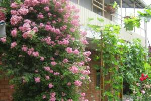 Изображение отеля / гостиницы "Частный сектор на Калинина"