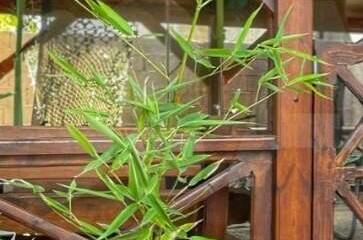 Изображение Изображение гостиницы &quot;Гостевой дом «Семейный отдых»&quot; #5 #3