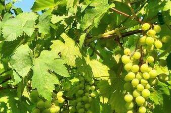 Изображение Изображение гостиницы &quot;Частный сектор «На Тургенева»&quot; #5 #3