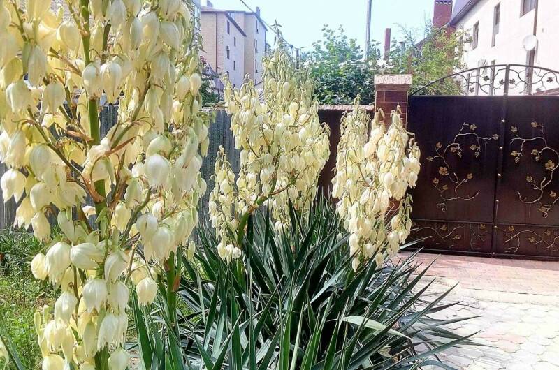 Изображение Изображение гостиницы &quot;Частный сектор «На Тургенева»&quot; #6 #4