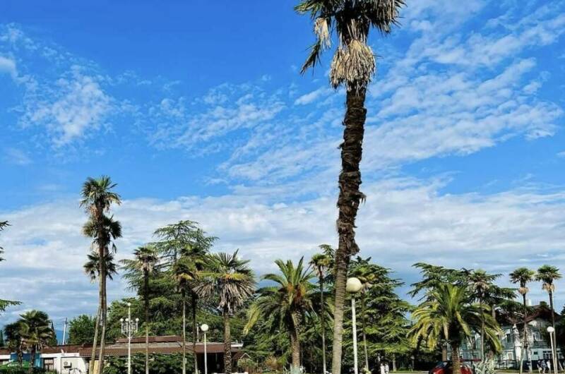 Изображение Изображение гостиницы &quot;Гостевой дом «Цитрус»&quot; #5 #3