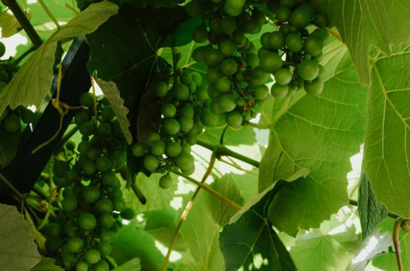 Изображение Изображение гостиницы &quot;Частный сектор «Высокий берег»&quot; #4 #2