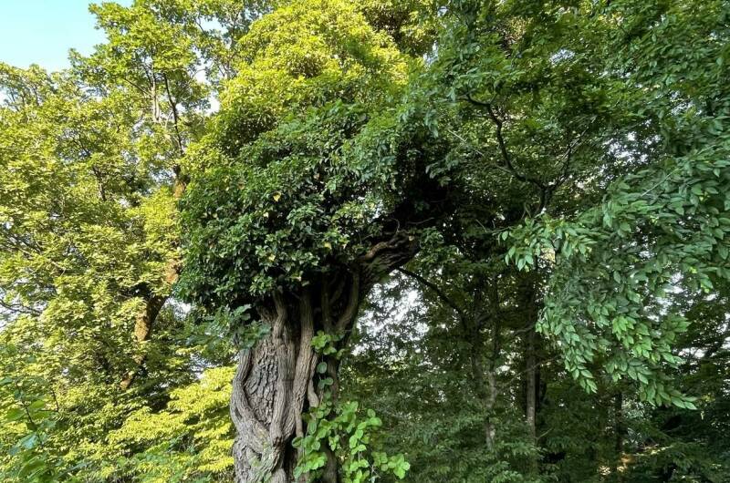 Изображение Изображение гостиницы &quot;Гостевой дом «Изумрудные холмы»&quot; #8 #6