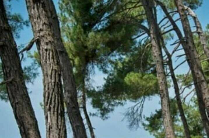 Изображение Изображение гостиницы &quot;Гостевой дом «Raiskiy Ugolok»&quot; #5 #3