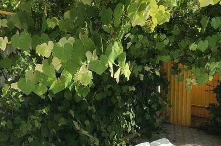 Изображение Изображение гостиницы &quot;Гостевой дом «Альпийский двор»&quot; #7 #5