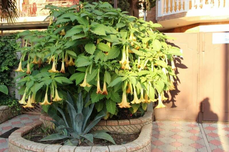 Изображение Изображение гостиницы &quot;Гостевой дом «Пальма»&quot; #9 #7