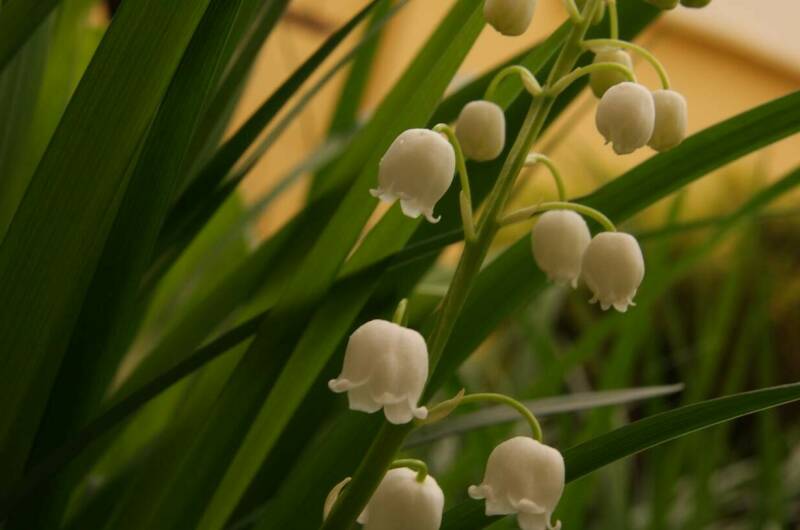 Изображение Изображение гостиницы &quot;Гостевой дом «Ландыш»&quot; #3 #1