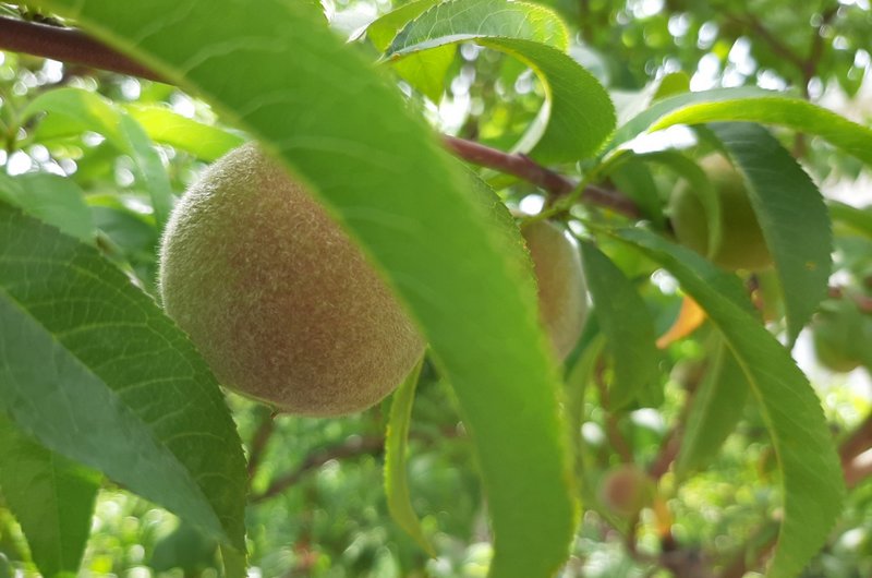 Изображение Изображение гостиницы &quot;Частный сектор «Янис»&quot; #7 #5