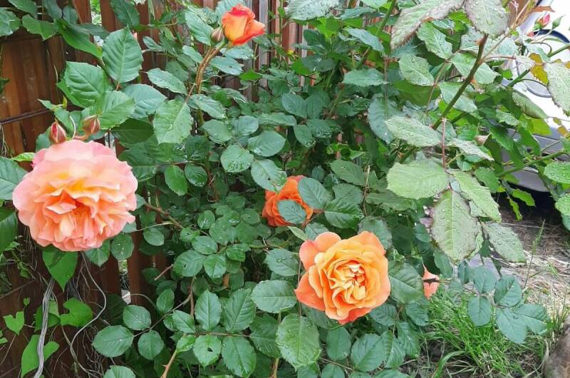 Изображение Изображение квартиры &quot;Апартаменты в гостевом доме «Тишины хочу»&quot; #6 #4