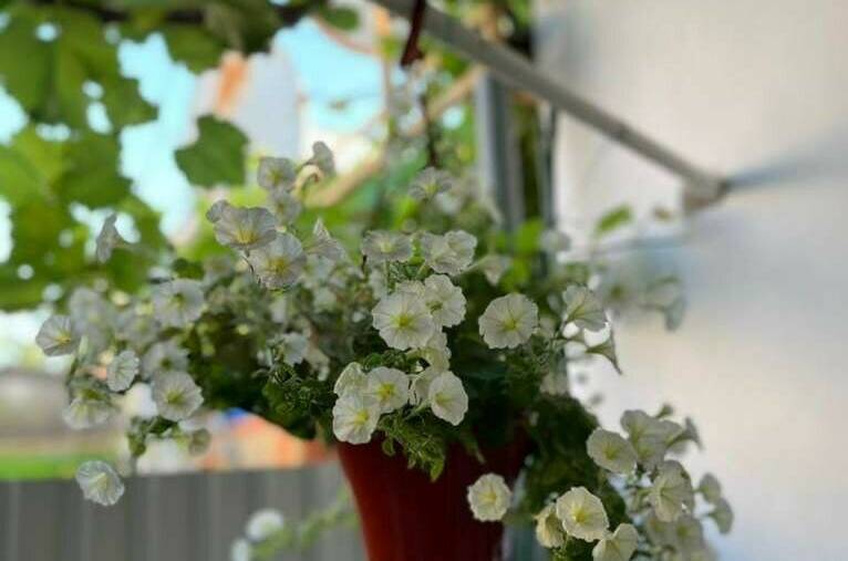 Изображение Изображение гостиницы &quot;Гостевой дом «Южная 8»&quot; #6 #4