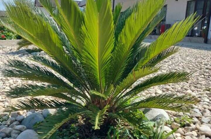 Изображение Изображение гостиницы &quot;Частный дом «Ариана»&quot; #6 #4