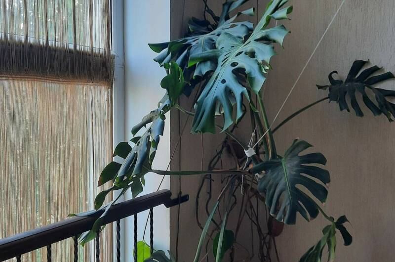 Изображение Изображение гостиницы &quot;Гостевой дом «Santorini»&quot; #5 #3