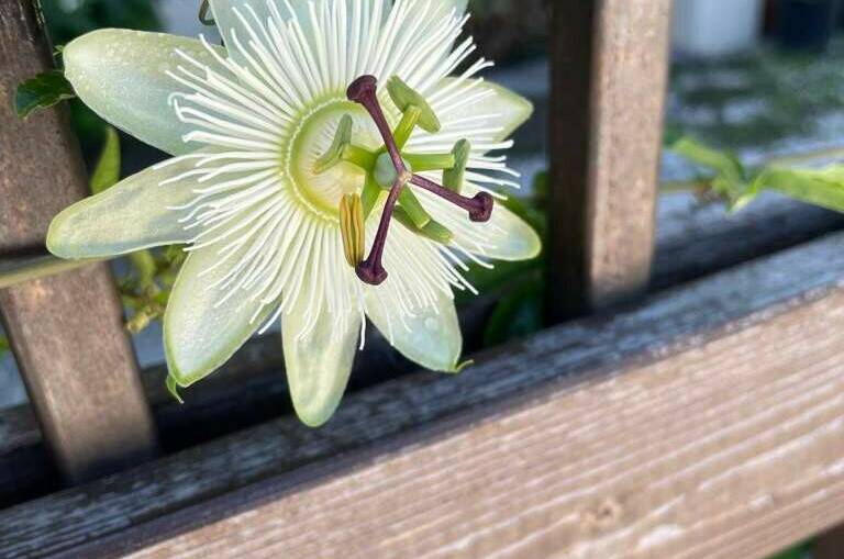 Изображение Изображение гостиницы &quot;Гостевой дом «Santorini»&quot; #6 #4