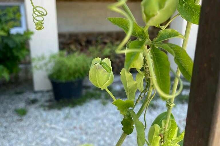 Изображение Изображение гостиницы &quot;Гостевой дом «Santorini»&quot; #11 #9