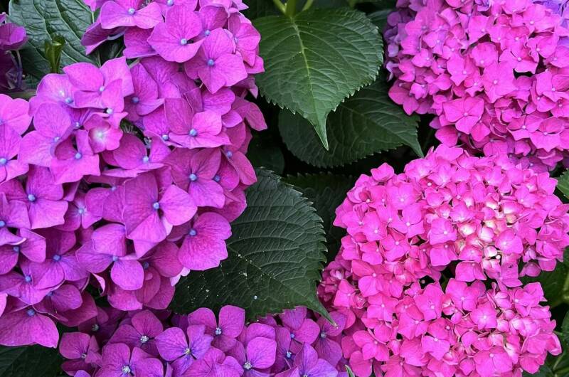 Изображение Изображение гостиницы &quot;Гостевой дом «Мини Пальма»&quot; #6 #4