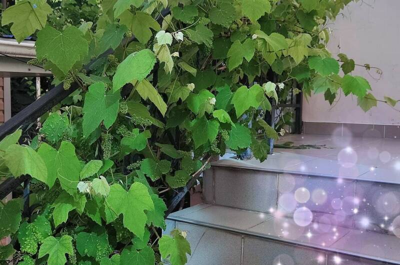 Изображение гостиницы "Гостевой дом «У Егора»" #1