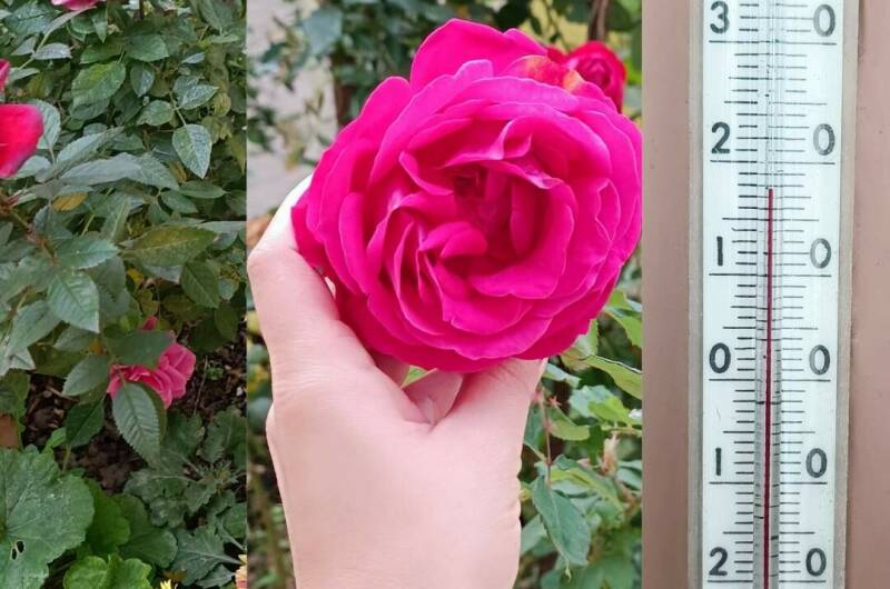 Изображение Изображение гостиницы &quot;Гостевой дом «Отдых на Кати Соловьяновой»&quot; #7 #5