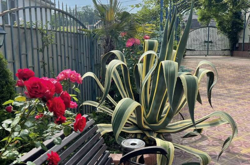 Изображение Изображение гостиницы &quot;Гостевой дом «Горная орхидея»&quot; #3 #1