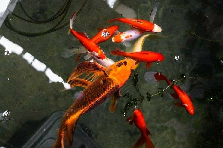 Изображение Изображение квартиры &quot;Дом по ключ на Сочинском шоссе&quot; #11 #9