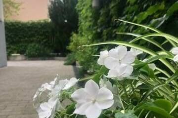 Изображение Изображение гостиницы &quot;Вилла «Villa-Flora»&quot; #11 #9