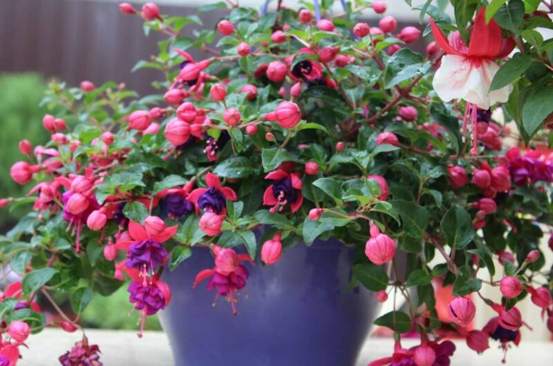 Изображение Изображение гостиницы &quot;Гостевой дом «Ангелина»&quot; #4 #2