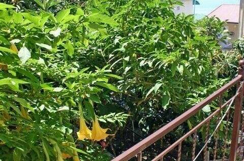 Изображение Изображение гостиницы &quot;Гостевой дом «Лазурный»&quot; #3 #1