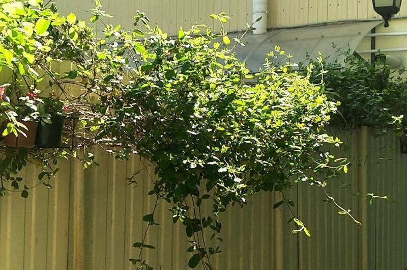 Изображение Изображение гостиницы &quot;Частный сектор на Кирова&quot; #4 #2