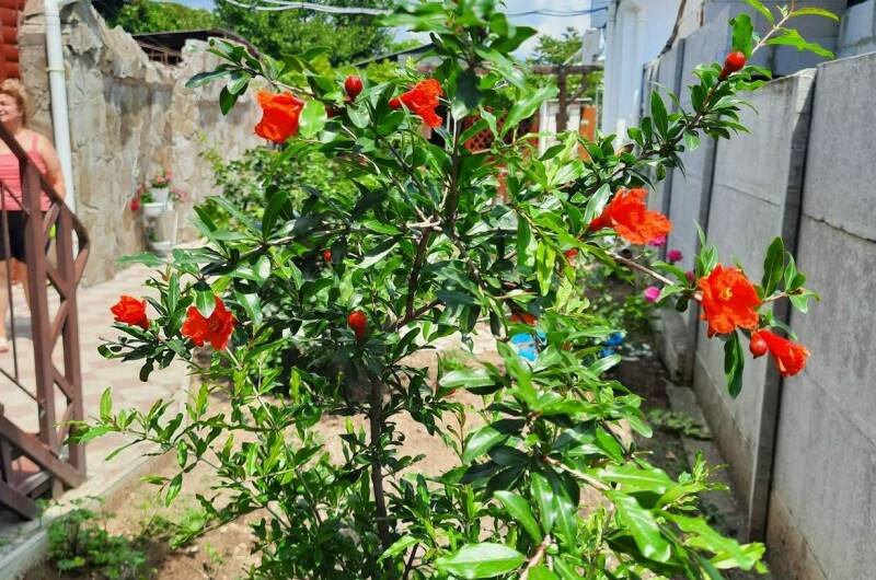 Изображение Изображение гостиницы &quot;Гостевой дом в Ближних Камышах&quot; #7 #5