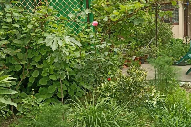 Изображение Изображение гостиницы &quot;Частный дом в Жоэкварском ущелье&quot; #11 #9