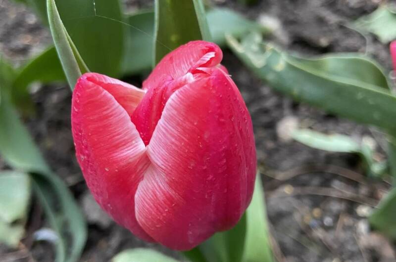 Изображение Изображение гостиницы &quot;Гостевой дом «Геленджикский дворик»&quot; #5 #3