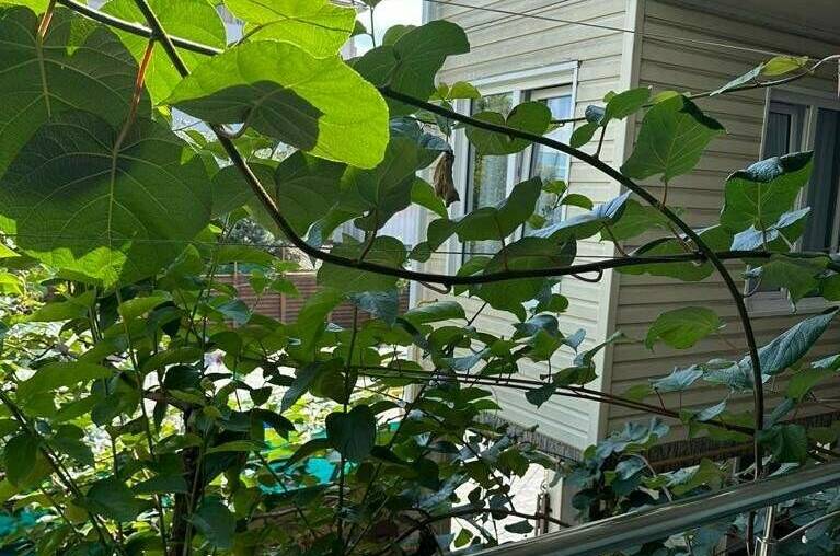 Изображение Изображение гостиницы &quot;Гостевой дом «Мир»&quot; #5 #3