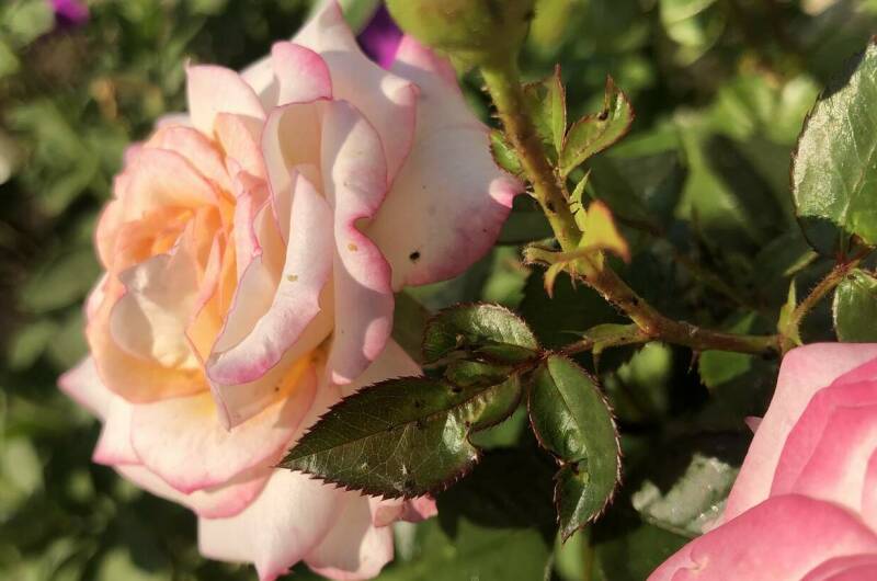 Изображение Изображение гостиницы &quot;Гостевой дом «Сибирячка»&quot; #5 #3