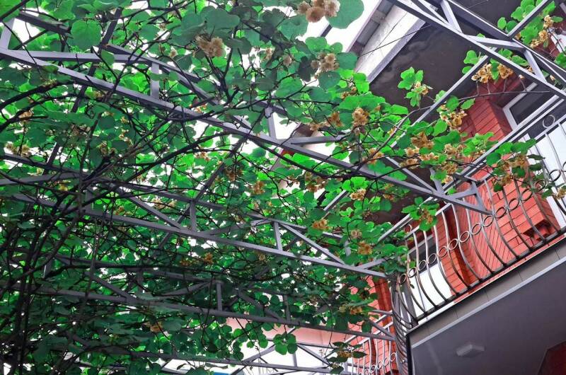 Изображение Изображение гостиницы &quot;Гостевой дом «Аметист»&quot; #4 #2