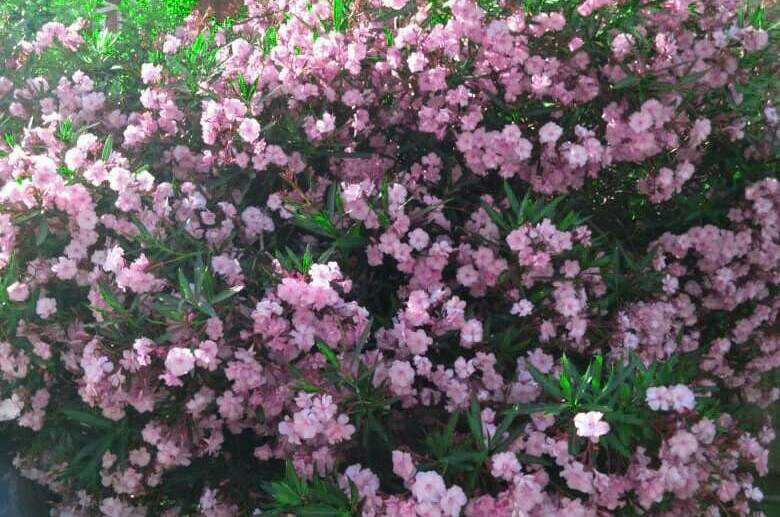 Изображение Изображение гостиницы &quot;Гостевой дом «Аметист»&quot; #8 #6