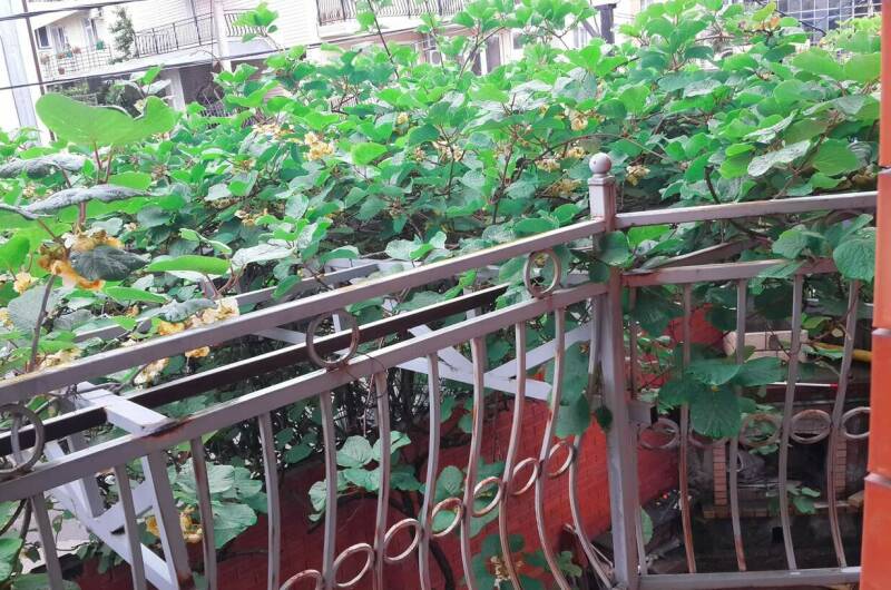 Изображение Изображение гостиницы &quot;Гостевой дом «Аметист»&quot; #9 #7