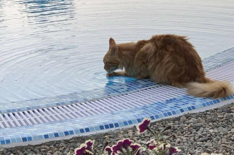 Изображение Изображение гостиницы &quot;Гостевой дом «Краски Черного моря»&quot; #11 #9